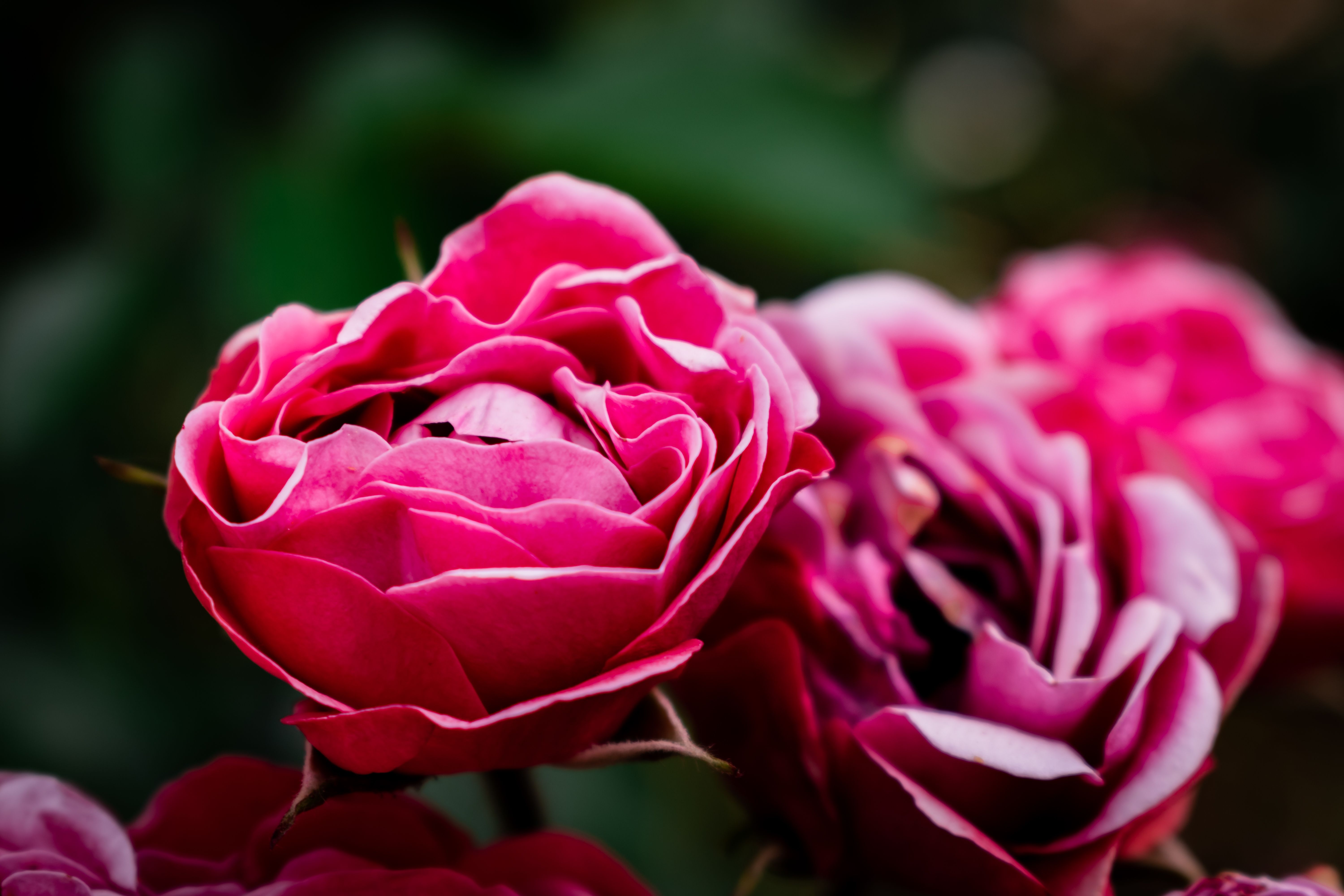 Macro Photography of a Rose · Free Stock Photo