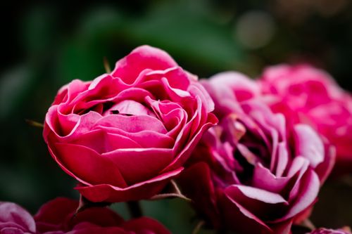 Free Lush pink roses bloom in sharp focus against a blurred background, showcasing nature's vibrant beauty. Stock Photo