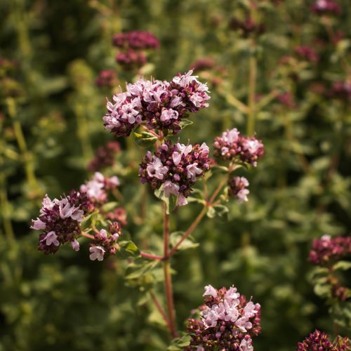 Free Close-up of blooming oregano flowers with blurred green background. Perfect for floral and herbal themes. Stock Photo