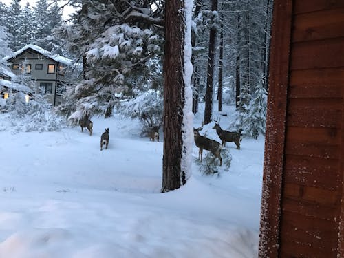 冬季, 樹木, 雪 的 免費圖庫相片