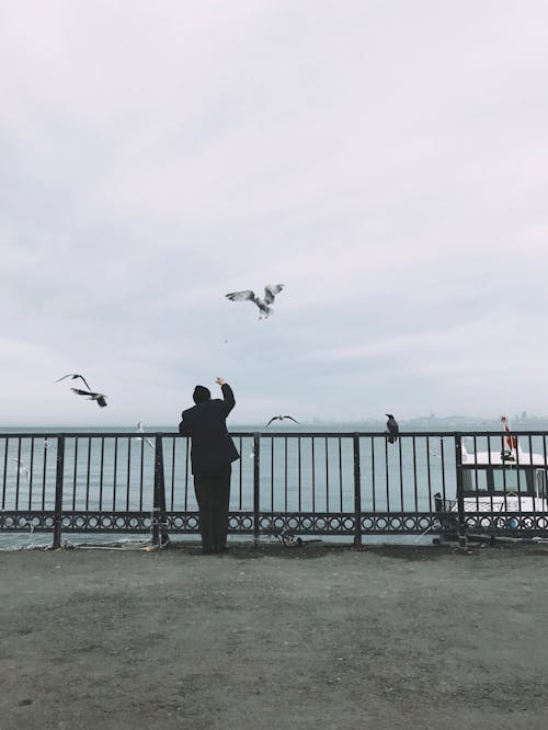 Man with Seagulls in Istanbul