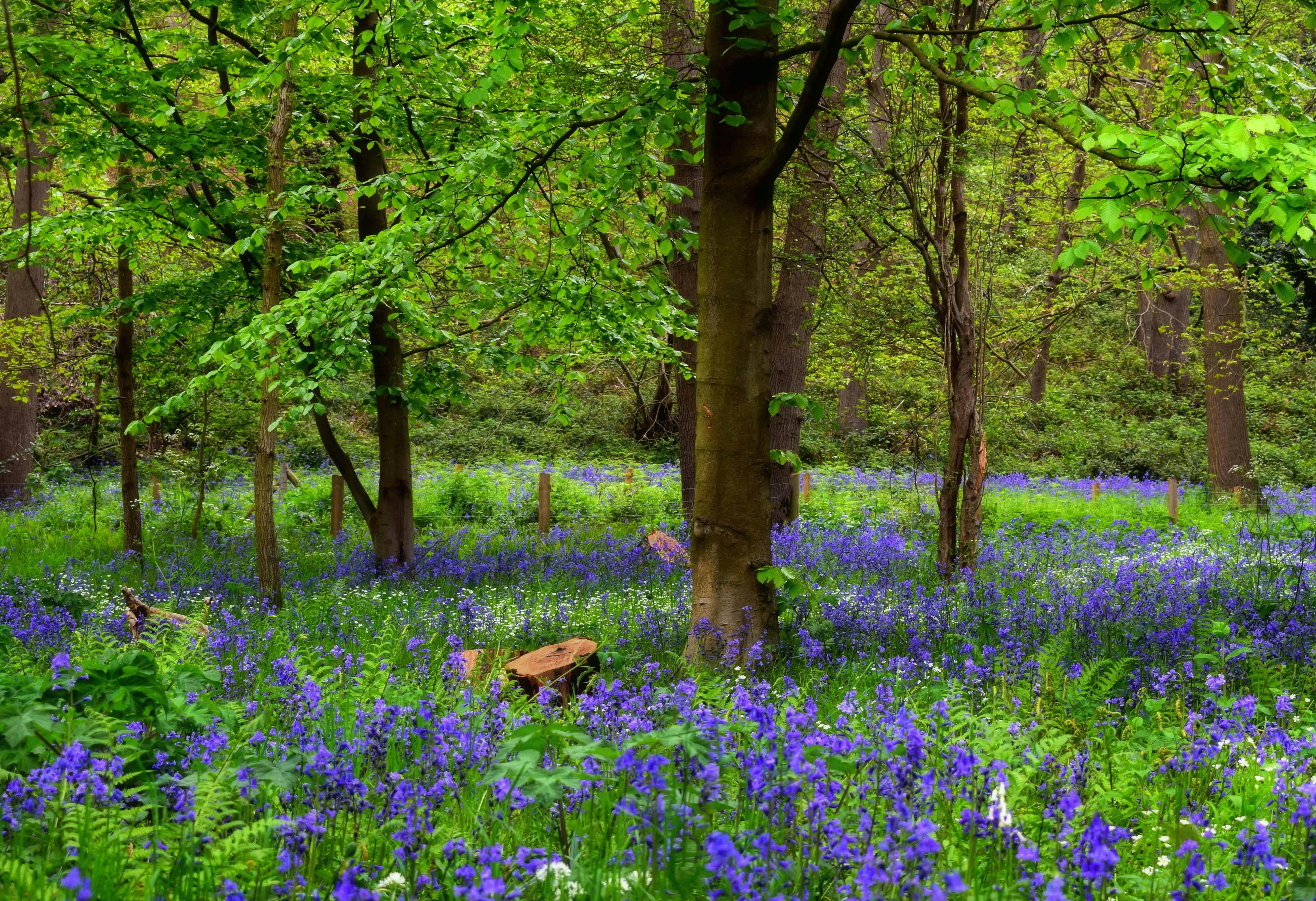 A serene woodland scene with blooming bluebells in full spring bloom, showcasing nature's beauty.