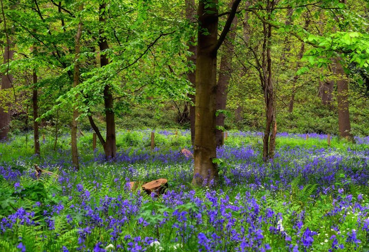 Blooming Bluebell Flowers In A Forest