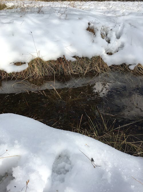 水, 草, 雪 的 免費圖庫相片