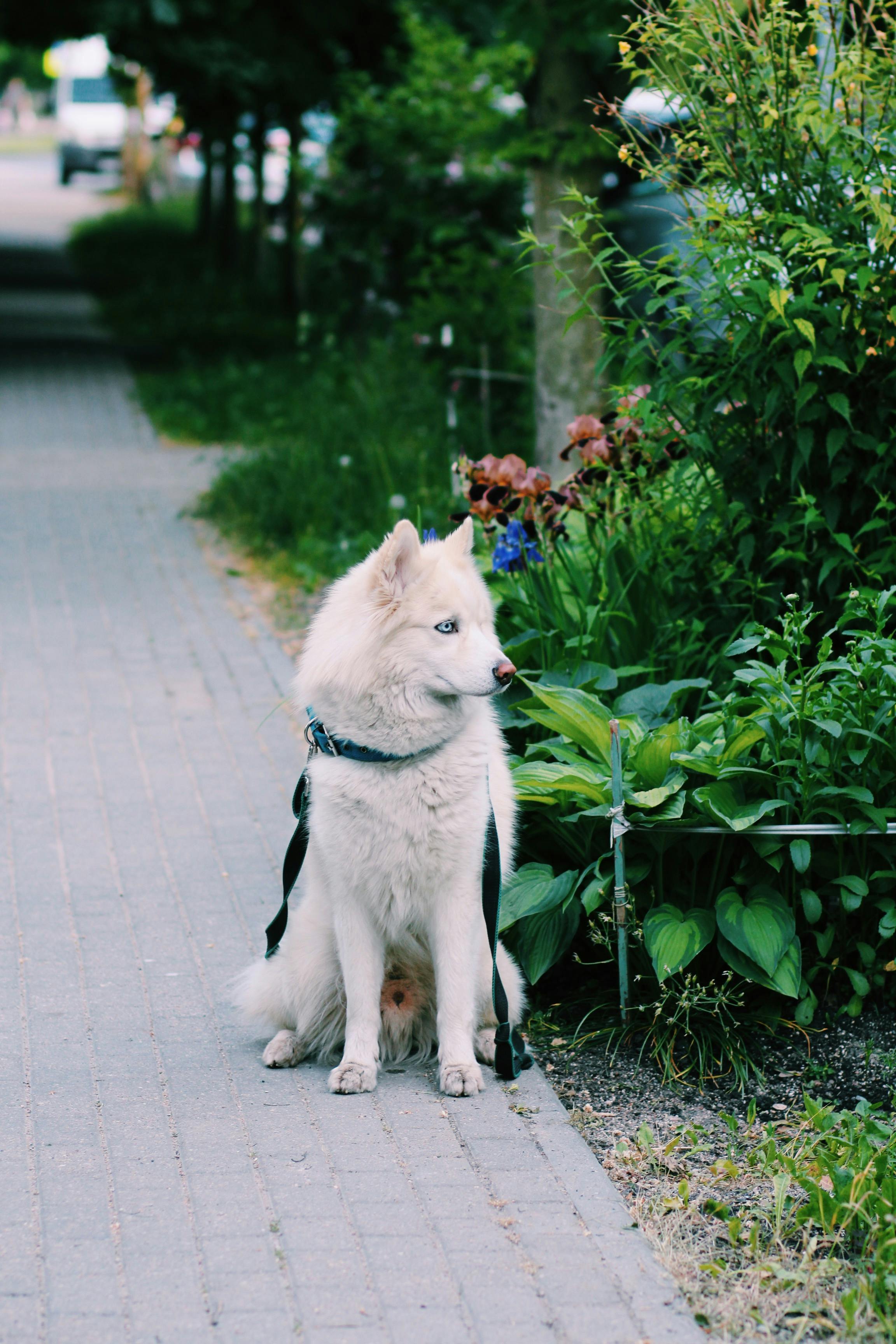 a white siberian husky sitting on the street near the green plants