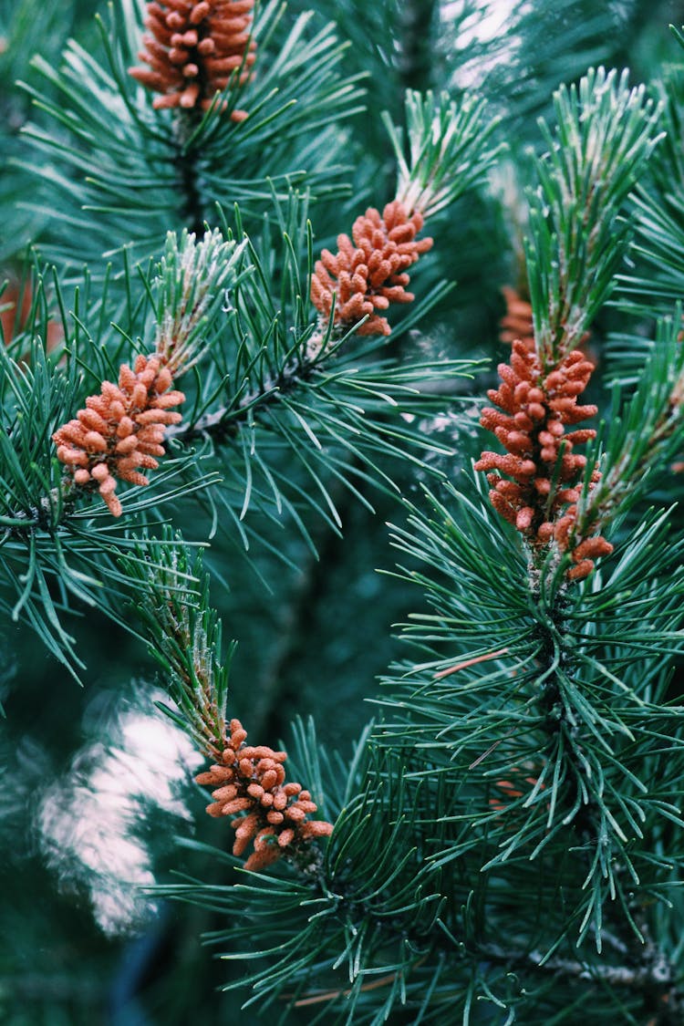 Close-Up Shot Of Pinus Nigra