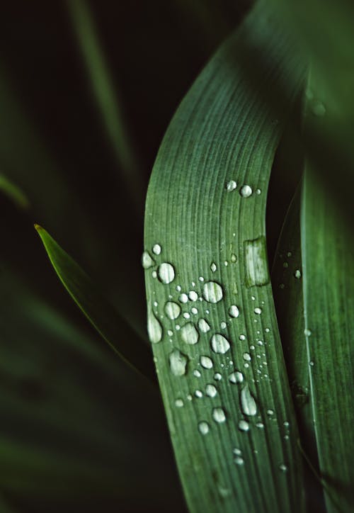 Water Droplets on Green Leaf