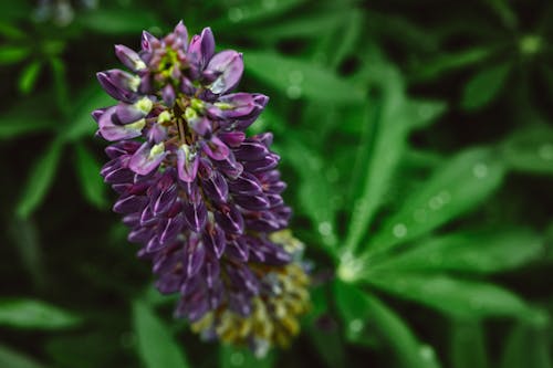 Shallow Focus Photo of Blooming Lavender