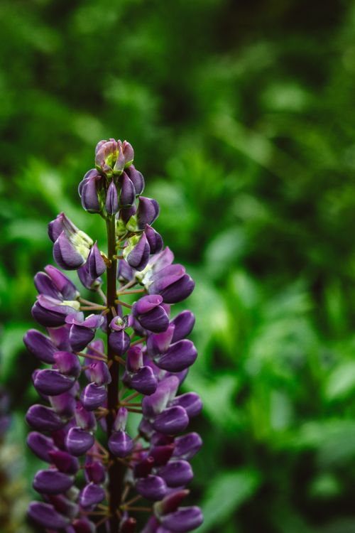 Free Detailed view of a purple lupine flower in full bloom against a lush green backdrop. Stock Photo