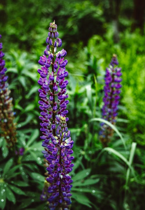 Kostnadsfri bild av blomning, delikat, flora