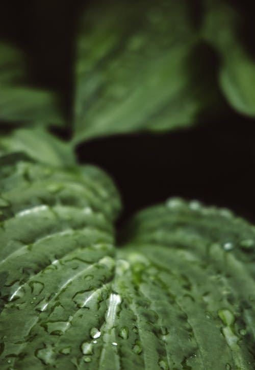 Foto d'estoc gratuïta de fons fosc, fotografia de planta, gotetes d'aigua