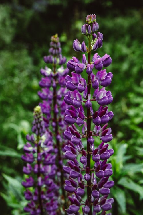 Free Detailed view of blooming purple lupine flowers in a lush green setting. Stock Photo