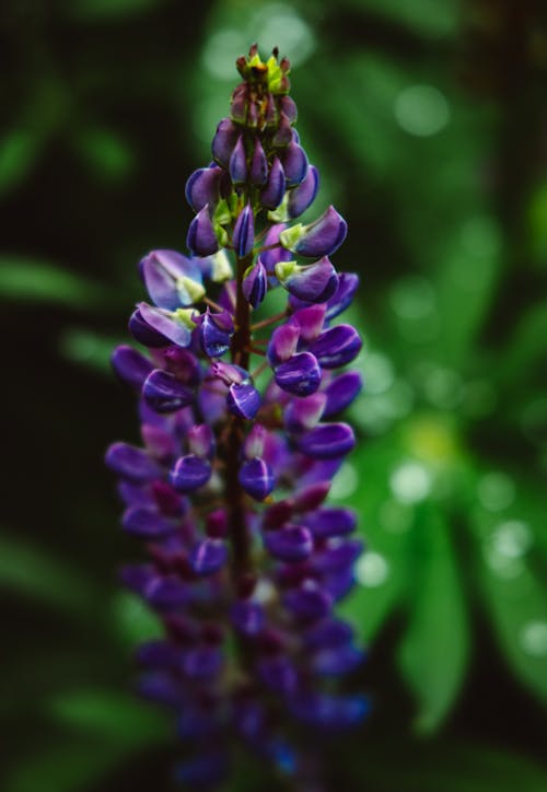 Kostnadsfri bild av blomning, delikat, flora