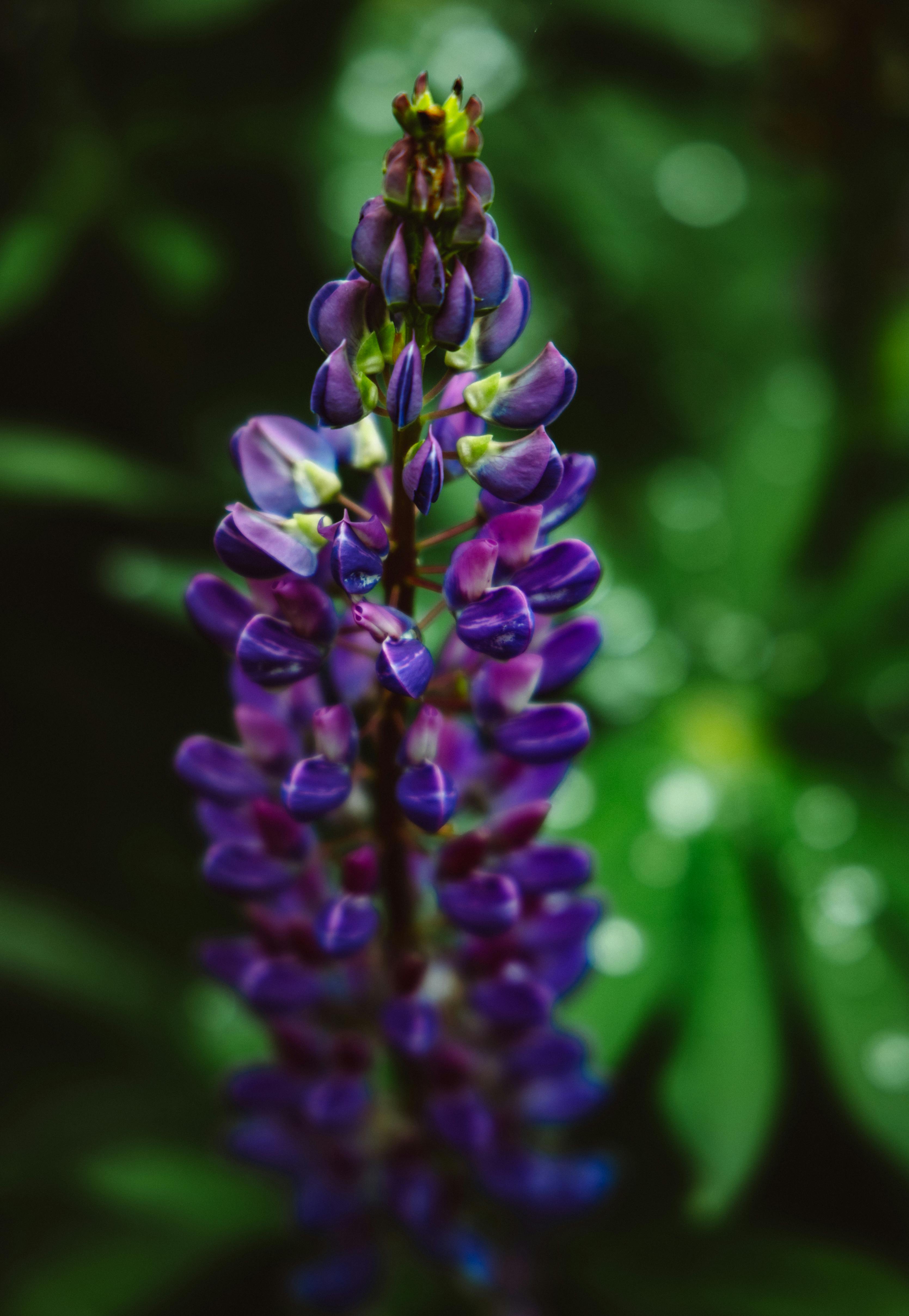 Purple Flowers in Close-Up Photography · Free Stock Photo