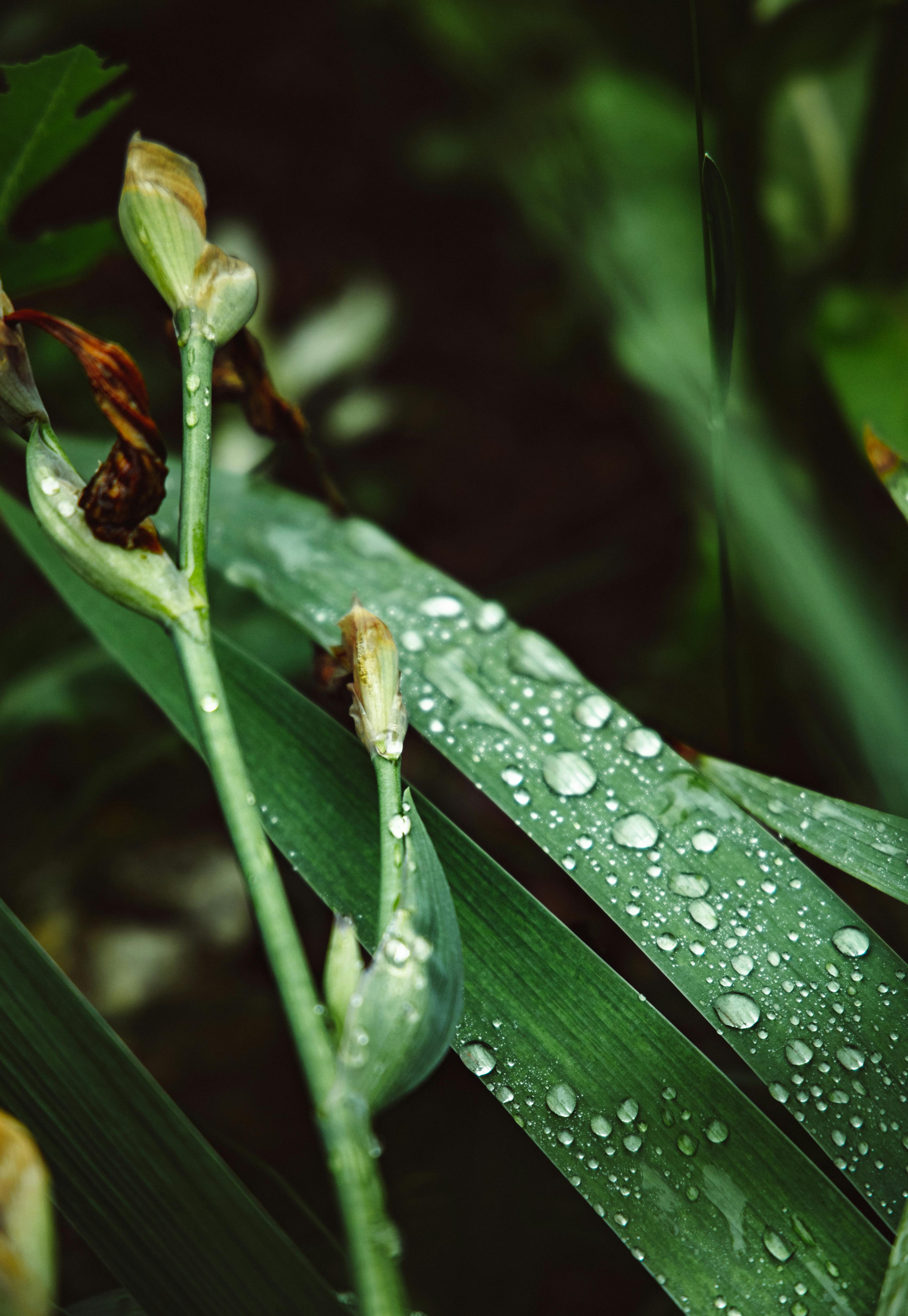 Why Do Dogs Have Wet Noses? Discover This Fascinating Truth! 5 The Role of Hydration: Why Keeping Your Dog's Nose Moist is Vital