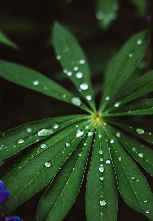 Free Detailed view of a green leaf covered in fresh water droplets, showcasing nature's beauty. Stock Photo