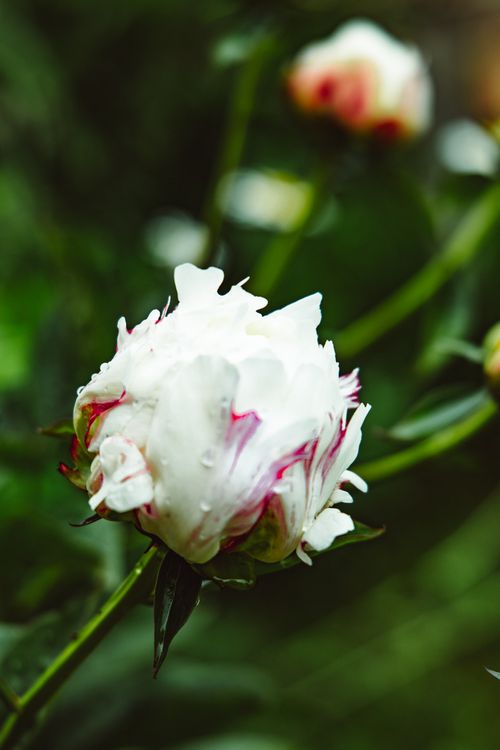 Free A delicate white peony flower with water droplets, captured in a garden setting. Stock Photo