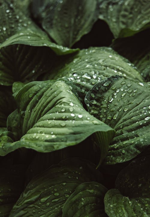 Water Droplets on Green Leaves