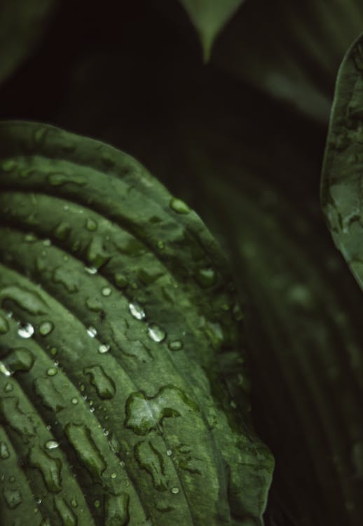 Close Up Photo of Water Droplets on Leaves · Free Stock Photo