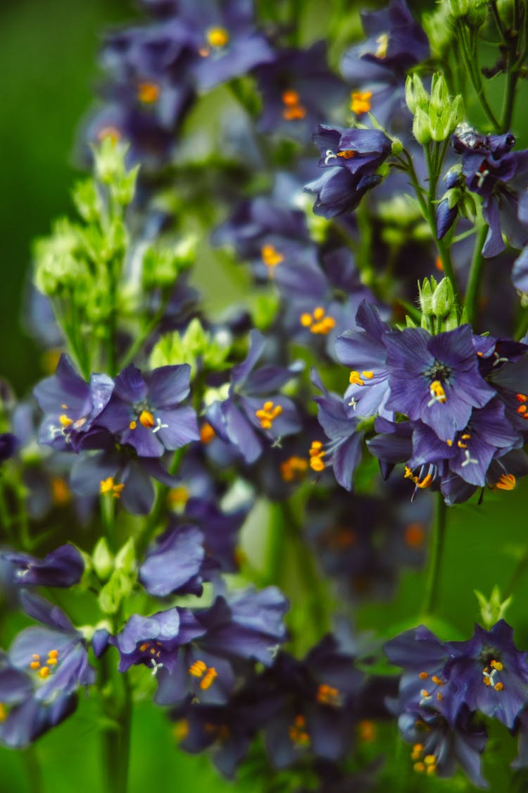 Blooming Bellflowers