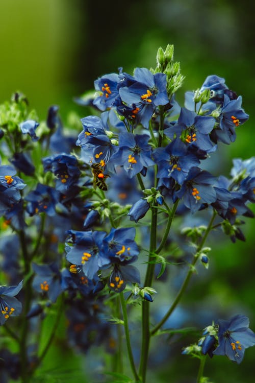 Himalayan Blue Poppy Flowers with Buds 