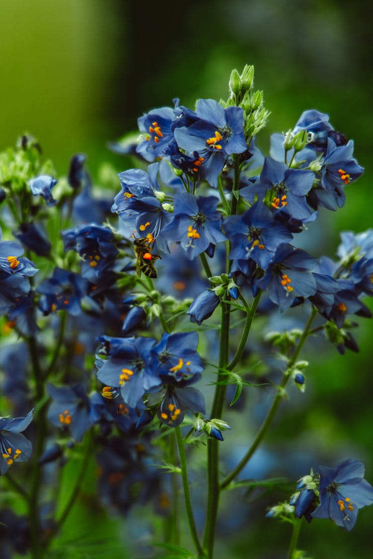 Himalayan Blue Poppy Flowers With Buds 