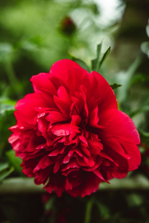Free Close-up view of a vibrant red peony in full bloom in a garden setting, highlighting its lush petals. Stock Photo