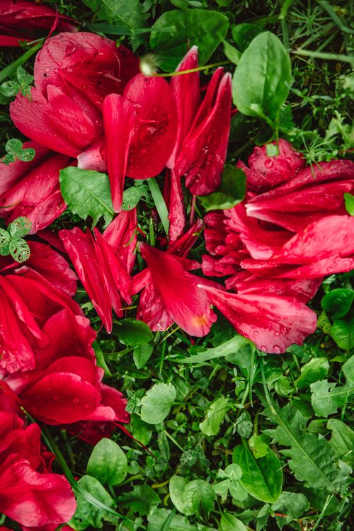 Free Top view of vibrant red flower petals scattered on lush green grass, creating a colorful contrast. Stock Photo