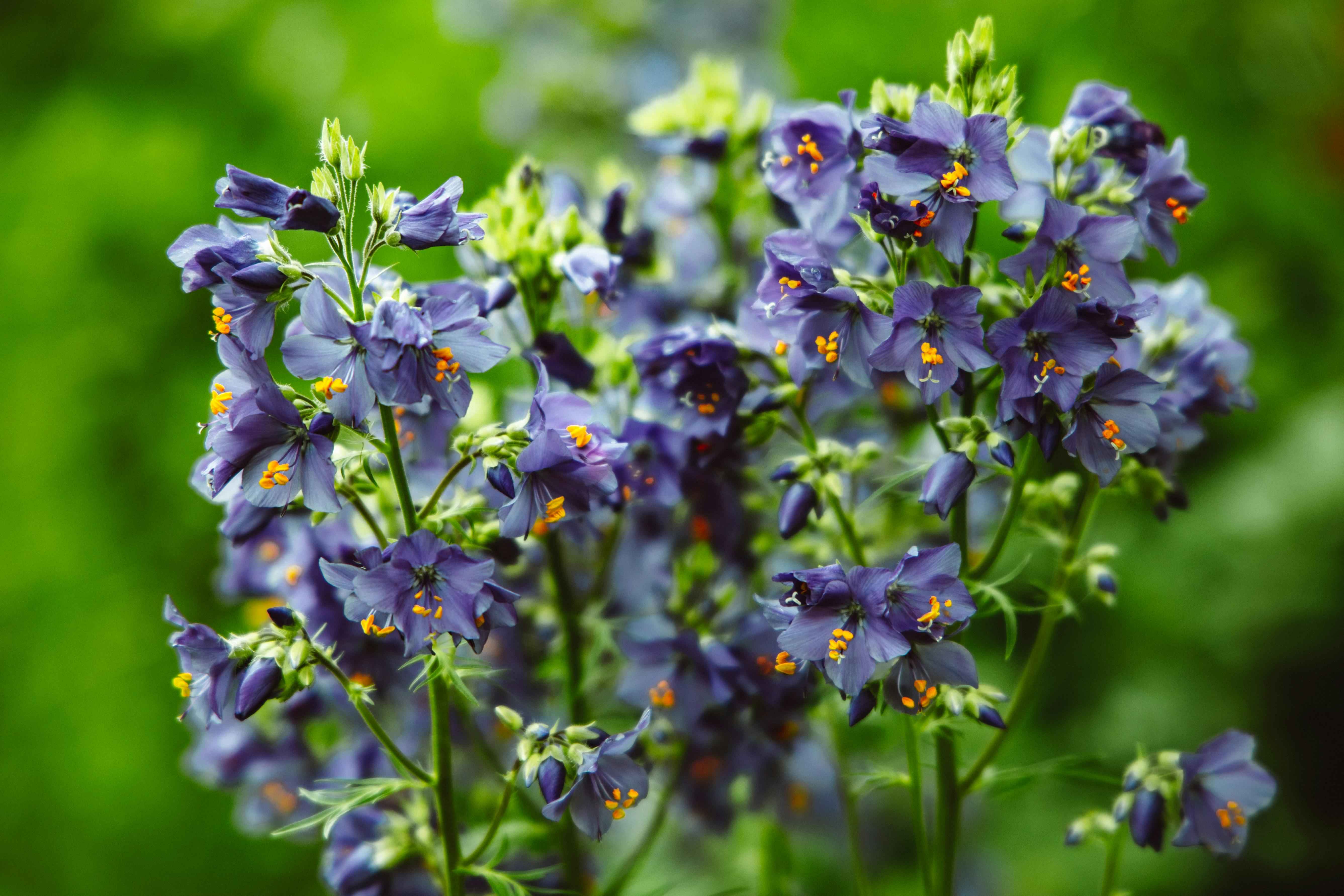 [ColoSach]-close-up-of-vibrant-blue-bellflowers-in-lush-greenery,-showcasing-nature's-beauty.