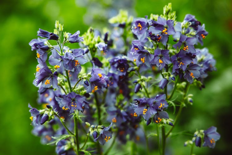 Blooming Bellflowers