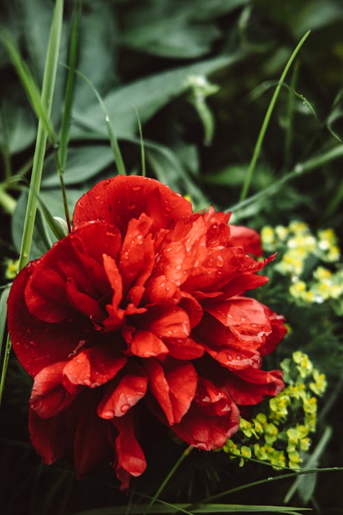 Blooming Red Flower