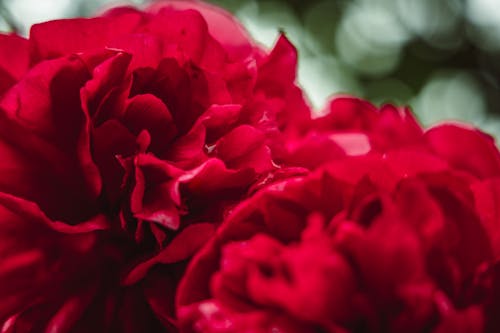 Close-Up Shot of Red Flowers