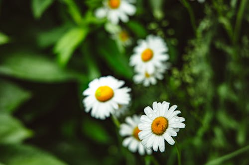 Free Shallow Focus Photo of Blooming Daisies Stock Photo