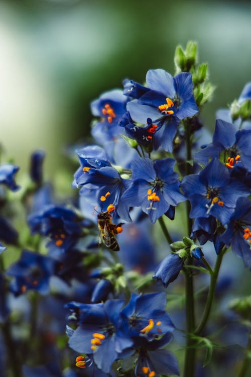 Close-Up View of a Bee Pollinating Flowers