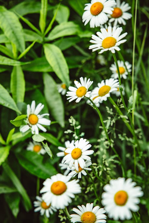 Бесплатное стоковое фото с белые цветы, крупный план, маргаритки