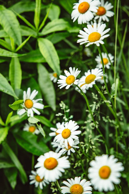 Gratis lagerfoto af bellis, blomstermotiv, blomstrende