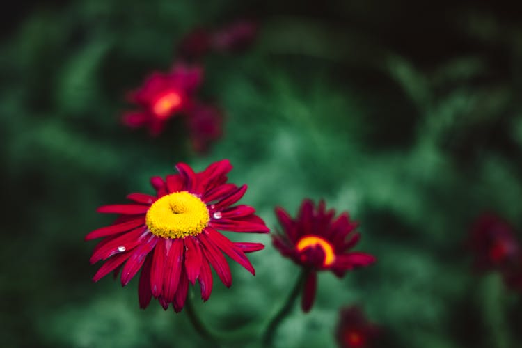 Shallow Focus Photo Of Blooming Red Marguerite Daisy