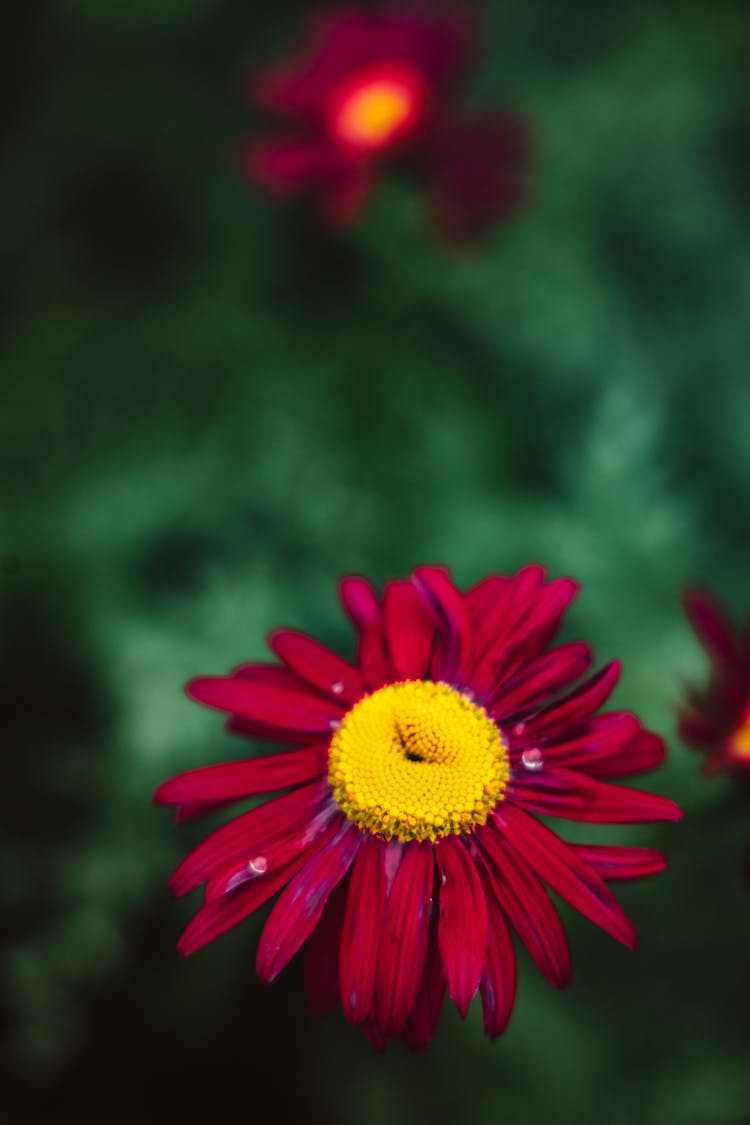 Shallow Focus Photo Of Blooming Red Marguerite Daisy