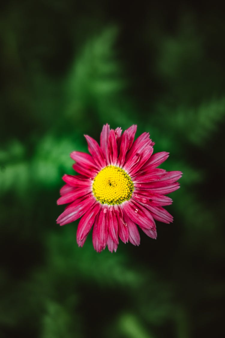 Shallow Focus Photo Of Blooming Marguerite Daisy