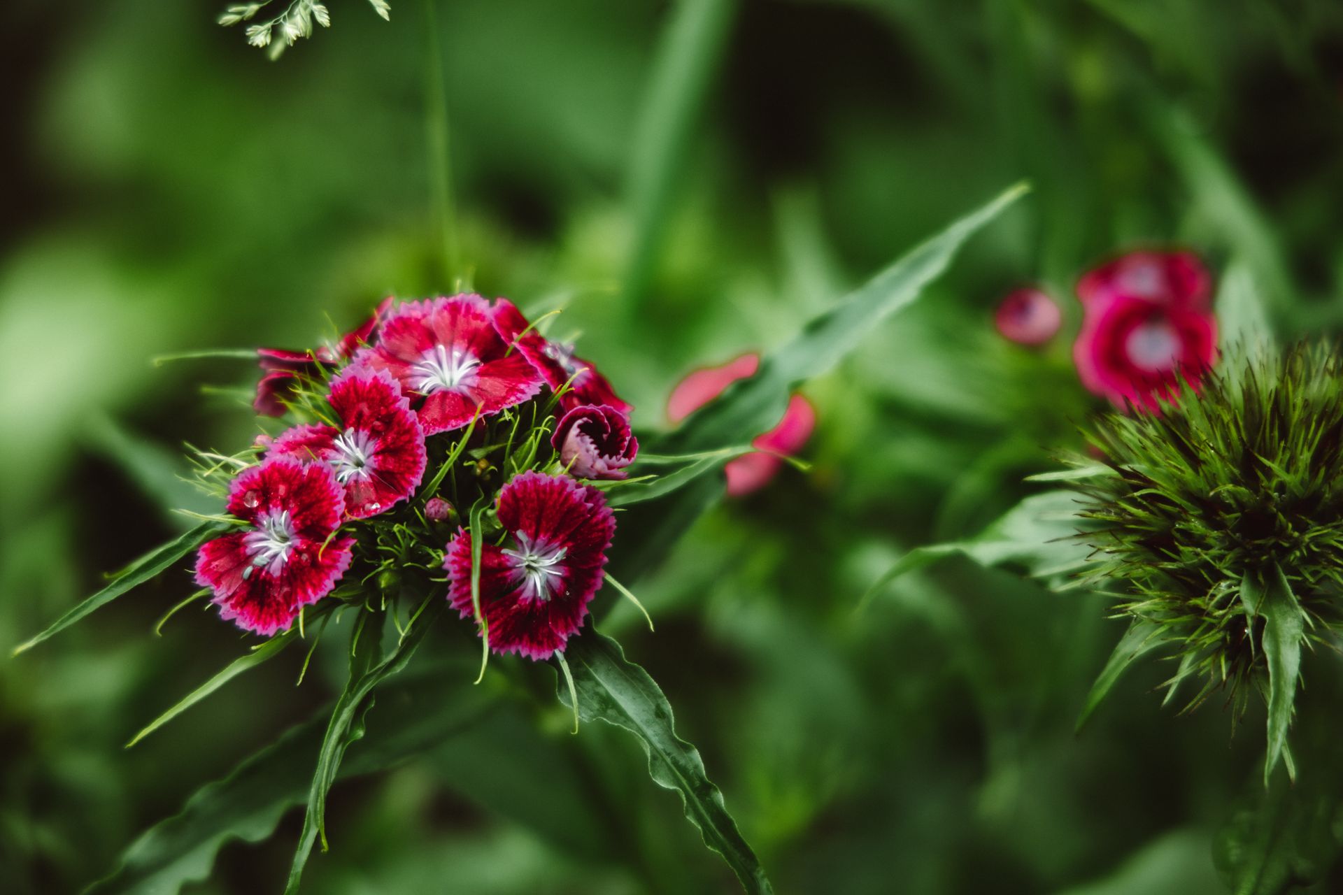 Close-up of vibrant Sweet William flowers in full bloom with lush green foliage.