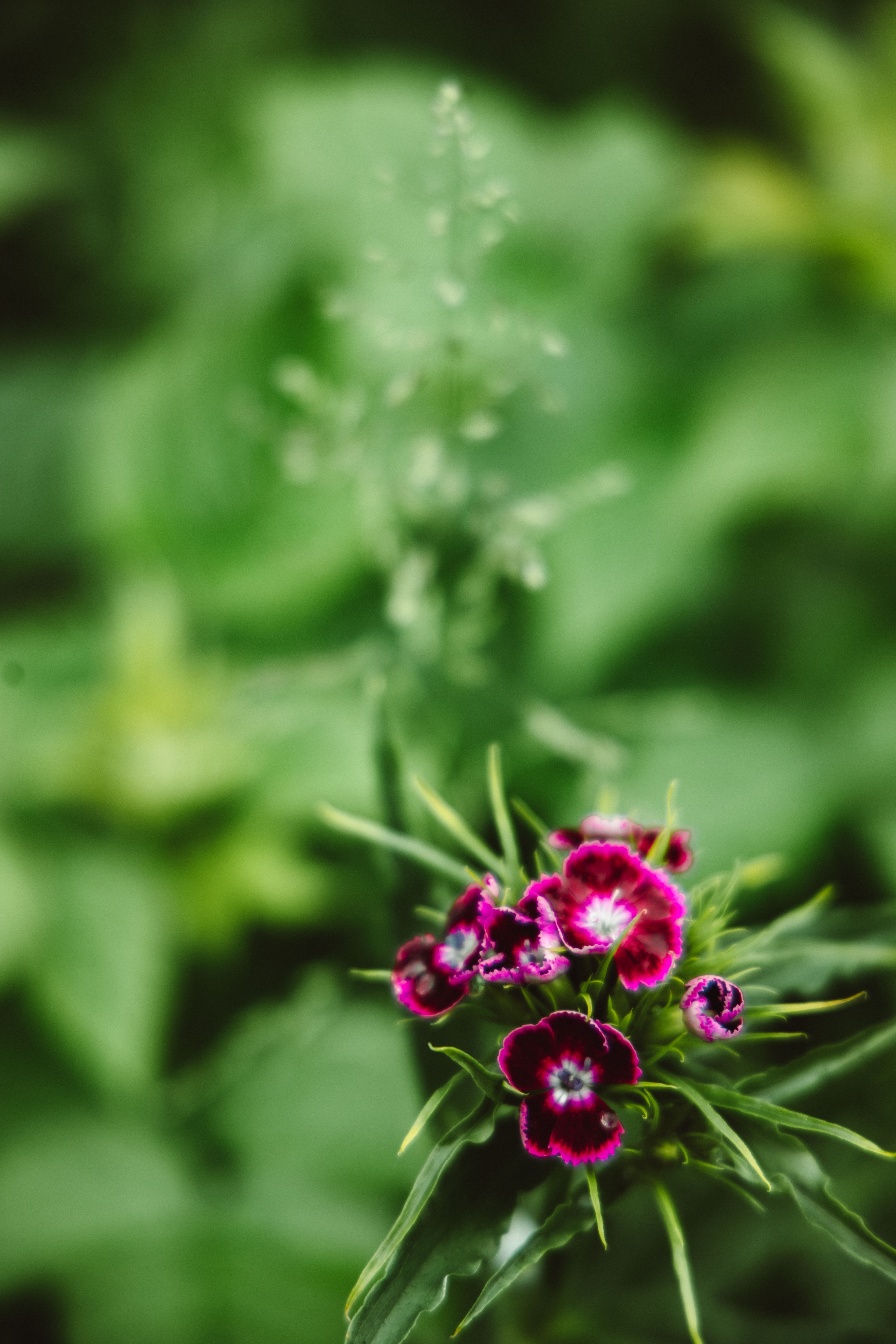 Browsing Insects Photos, Download The BEST Free Browsing Insects Stock ...