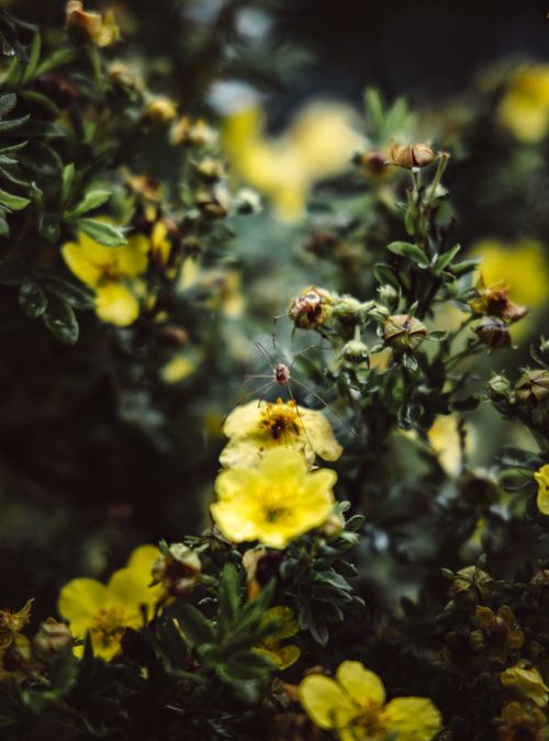 Free Close-up of blooming yellow mullein flowers with lush green foliage, showcasing nature's intricate beauty. Stock Photo