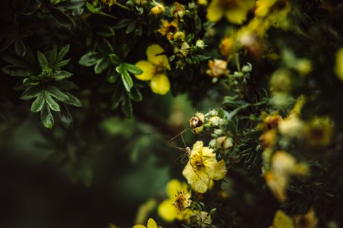 Free Detailed shot of cinquefoil flowers with a spider amidst lush green leaves. Stock Photo