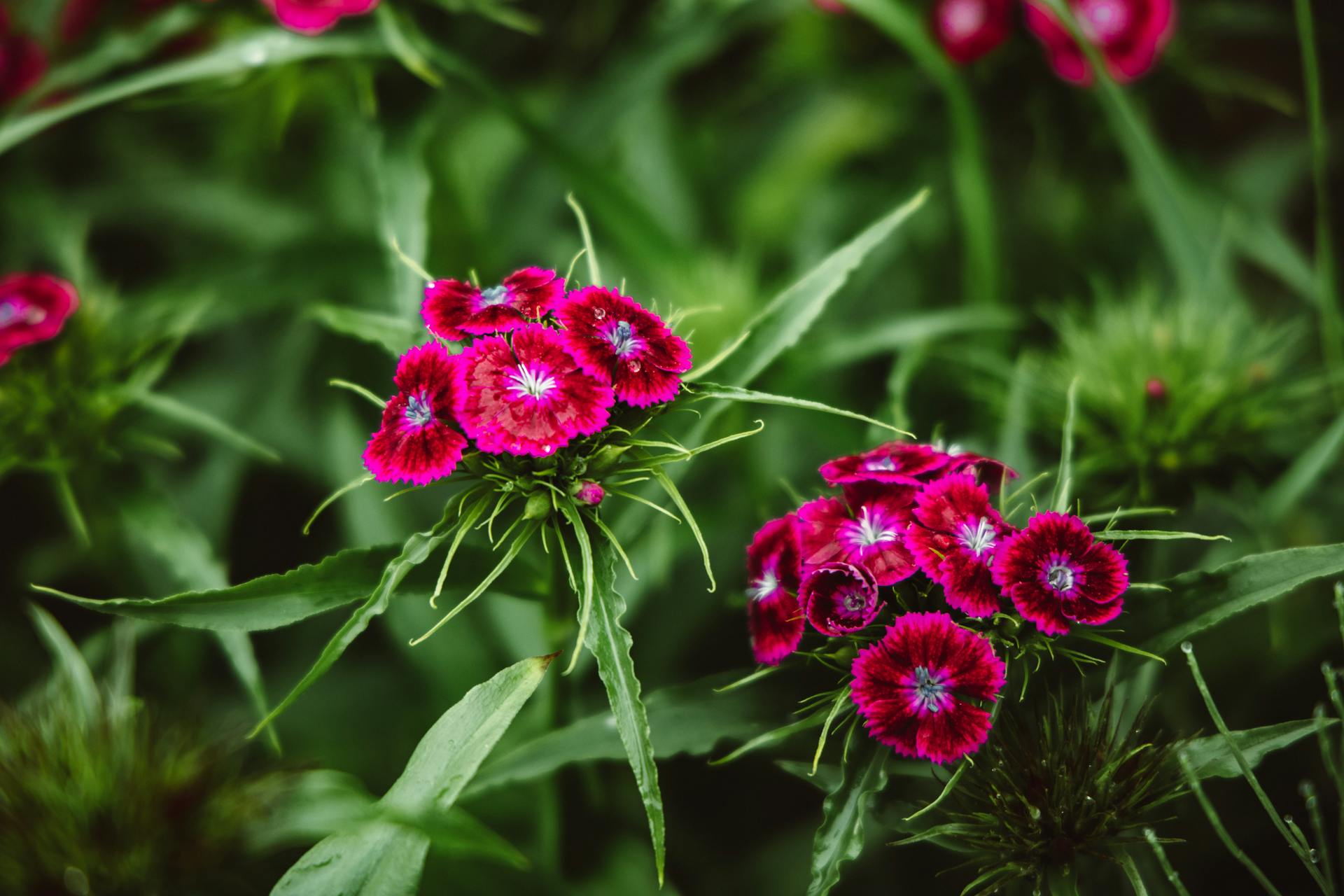 Detailed photo of vibrant Sweet William flowers blooming in a garden with rich green leaves.
