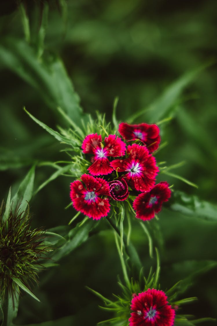 Close-Up View Of Red Flowers