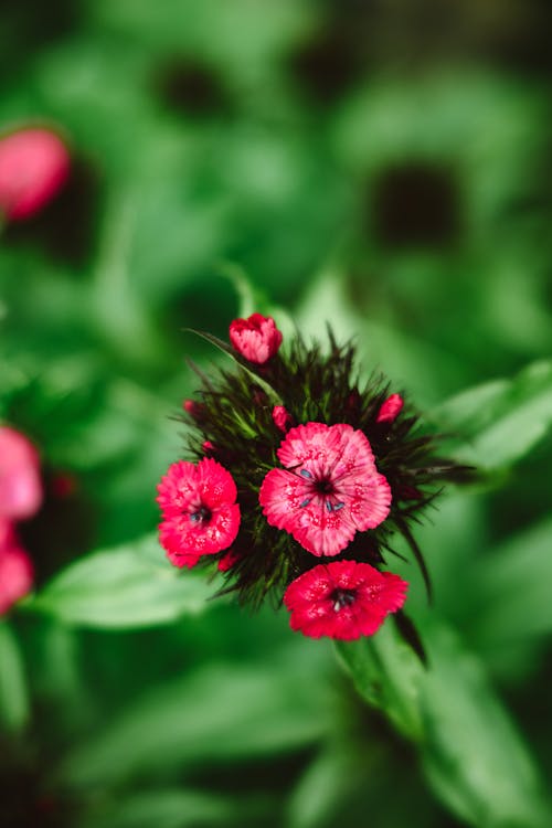 Безкоштовне стокове фото на тему «dianthus barbatus, вертикальні постріл, впритул»