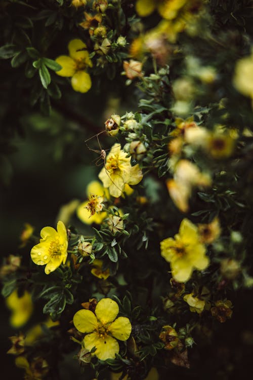 Бесплатное стоковое фото с вертикальный выстрел, глубина резкости, желтые цветы