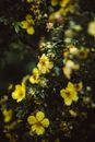 Close-Up Shot of Blooming Yellow Flowers