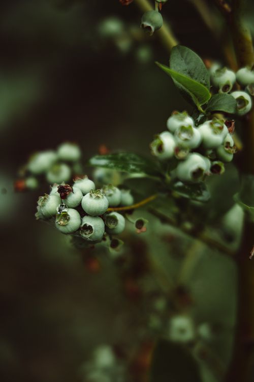 Free A detailed close-up of unripe blueberries growing on a bush with a blurred background. Stock Photo