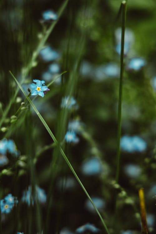 Ücretsiz büyüme, çiçeklenmek, dikey atış içeren Ücretsiz stok fotoğraf Stok Fotoğraflar